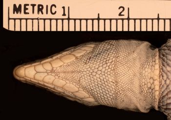 Media type: image;   Herpetology R-151717